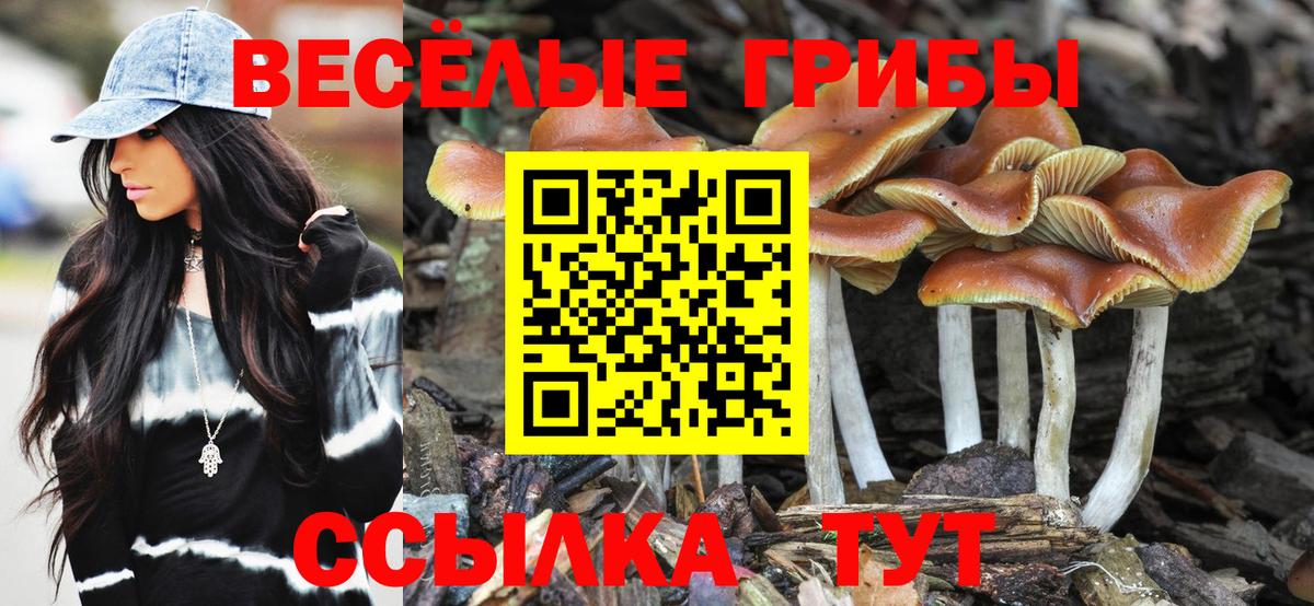 Карачаевск  наркотики  Вход с VPN  Псилоцибиновые грибы Psilocybine cubensis 